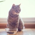 猫の危険な『水分不足サイン』3選　飲水量を増やす方法も