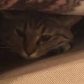 飼い主が仕事中で『構ってもらえなかった猫』…分かりやすく『拗ねる様子』…