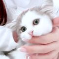 愛くるしい子猫が飼い主の手をカミカミ→目があった瞬間…尊さ爆発の『…
