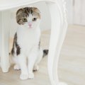 『反省中』の猫の行動5つ！本当に反省しているの？