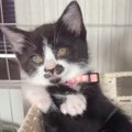保護して３週間の子猫がいる『ケージの中』を覗いたら…思いもよらない…