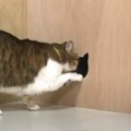 猫に『入口が小さくなってくドッキリ』やってみた結果…可愛すぎる行動…