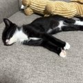 猫の『生後3ヶ月と1歳5か月』を比べてみたら…素敵な『ビフォーアフター』…