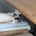椅子の上でのんびりとしている2匹の子猫→『ご飯の出る音』が鳴ると…思…