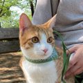 猫に『信頼』されたい飼い主がすべきこと5つ