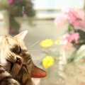 猫が寝ながら『ゴロゴロ』喉を鳴らす理由３つと注意点