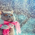 猫が『雪』を食べると危険！その理由と考えられる症状とは？