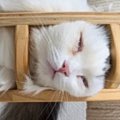 暑い日、『猫たちの過ごし方』を見てみると→キャットタワーの上で…ま…