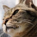 『愛情不足の猫』に共通する特徴4つ