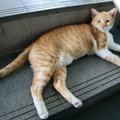 クアラルンプール高架鉄道の２駅で人気の猫ちゃんたち　SNSでも大注目…