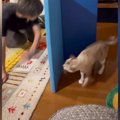 追いかけっこをして遊ぶ『パパと猫』を見ていると…思わず笑ってしまう光景…