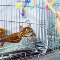 新しく迎えた猫に『先代猫のアイテム』は使用していいの？使い回しの判断…