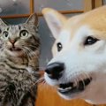 猫が『姉犬を泣かせてしまった』結果…動揺する様子が可愛すぎると97万…