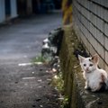 『捨てられた猫』が遭遇する4つの苦難！飼う前に備えるべきこととは？