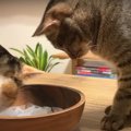 暑さを回避？猫ちゃんの冷た〜い氷遊び♪