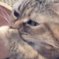 おててに水をつけてペロペロと舐めていた猫…まさかの『クセが強すぎる…
