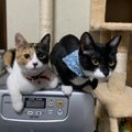 猫同士があまり仲良くない場合の飼育のコツ３つ