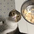 おやつ！おやつ！早く食べたい猫さん！