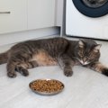 猫が『ごはんの好き嫌い』をするときの対処法5つ　選り好みする理由や見直…
