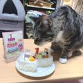 猫は猫用ケーキが好き？食べてくれない4つの理由