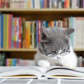 持っていると役立つ『猫にまつわる資格』3選　仕事として必要なものか…