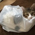 思わず笑っちゃう猫の行動5選