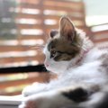 猫がいるお部屋の換気はいつする？空気の入れ替えをする時の注意点