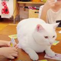 任せて♪盛り上げ役に徹する猫ちゃん！