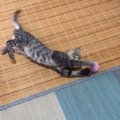 子猫が大好きな転がるボールを手作り！