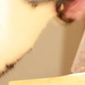 ネコのことを撮影→顔を見てみると…笑ってしまうほど『躍動感ありすぎる瞬…