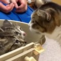 お寺に捨てられた『2匹の子猫』を保護→育児上手なママ猫に託してみたら…驚…