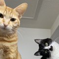 あざと可愛い過ぎるポーズを決める猫のアピールが可愛いと話題