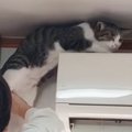 自分の運動神経を理解していない？→猫が２回もエアコンの上に登ろうとして…