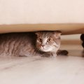 猫が『隠れている』ときにしてはいけないNG行為3つ　姿を隠そうとする理由…