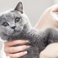 猫の「やめて」サインを知ろう！5つの仕草をご紹介