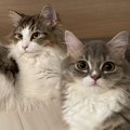 猫の『オス・メス』にはどんな違いがある？性格や特徴を解説！