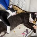 兄猫が妹猫を『抱き枕』にしてお昼寝していたら…なぜか"ボコボコ…