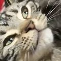 膝の上でくつろいでいた猫→突然前足を『顔の横』にもっていって…まさかの…