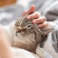 猫が『心から愛している人』にしか見せない7つの行動・仕草　飼い主だけが…