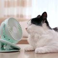 夏場は要注意！『熱中症にかかりやすい猫』の特徴5選　予防法も解説