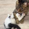 『兄猫に遊んでもらいたい子猫』→絡みにいった結果…まさかの可愛すぎる瞬…