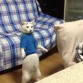 猫に洋服を着せたら『二足歩行』し始めて…まさかのステップが"人…