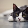 猫は人を『見た目』で判別できるの？3つの認識方法から混乱させないための…
