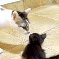 ひとりぼっちで保護され、６日目の子猫→先住猫と初対面したら…想像以上の…