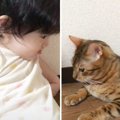 『大人には噛みつく暴れ猫』が赤ちゃんに触られた結果…違いすぎる対応…