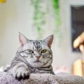 猫がみせる『面倒くさがり』な態度や仕草5選　まるで人間のようなぐう…