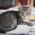 猫の『飼い主が困る場所に居座る』理由4つ！退いてほしいときの上手な…