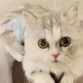 流通からはじかれた過去を持つ愛猫｜Laylaのペットリーディング