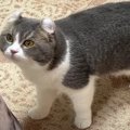 巨大猫（クッション）が出現！その時、パパ猫くんの反応は…