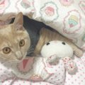 人間が寝ているときに『猫がしがちな行動』5選